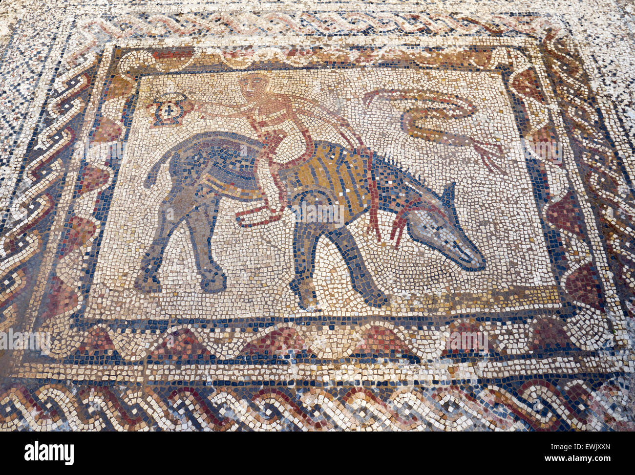 Roman mosaic in the House of the Athlete or Desultor,  Volubilis, Meknes region, UNESCO, Morocco, Africa Stock Photo