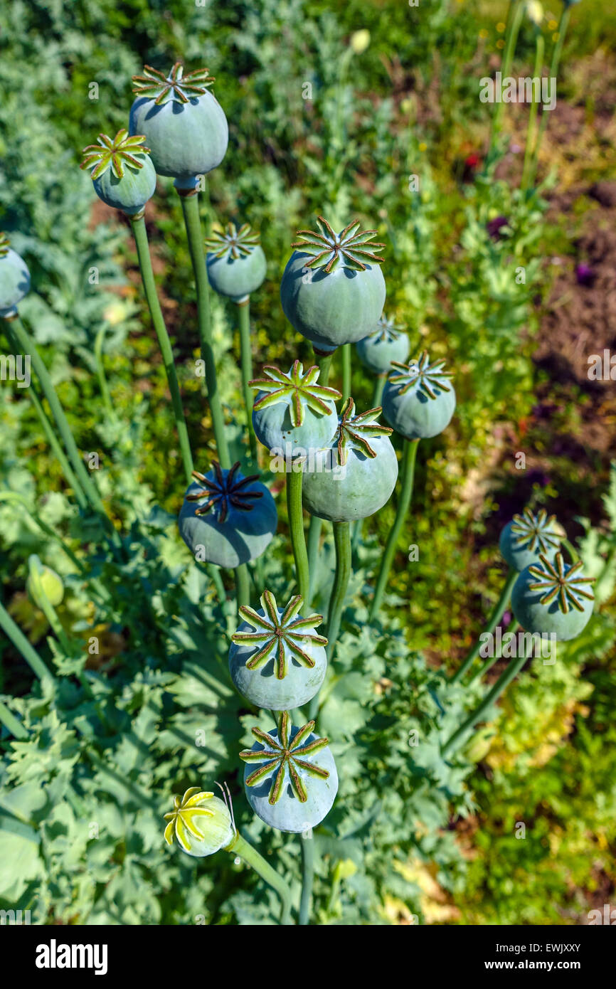 Poppy seed heads, opium, drugs, war on drugs, heroin Stock Photo
