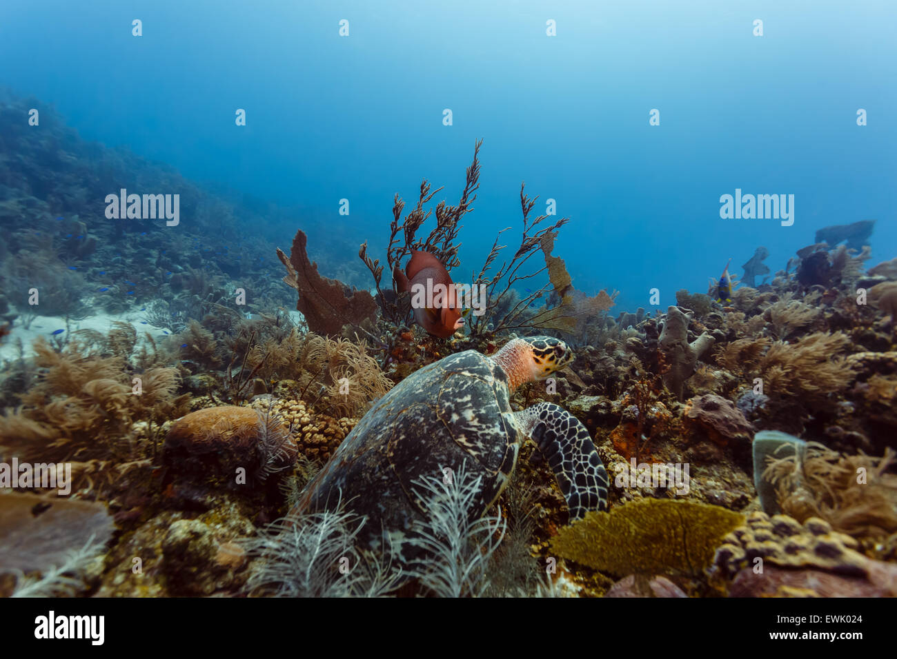 Hawksbill sea turtle ,  Eretmochelys imbricata,   swimming with French angelfish on coral reef Stock Photo
