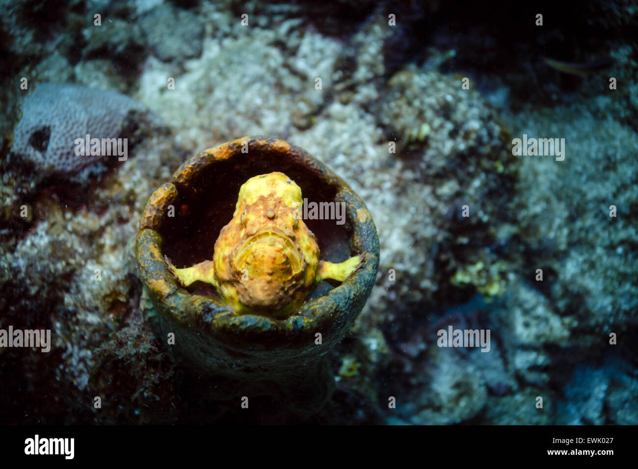 close up of longlure frogfish ,  Antennarius multiocellatus,   yellow frog fish perched in a sponge on tropical coral reef Stock Photo