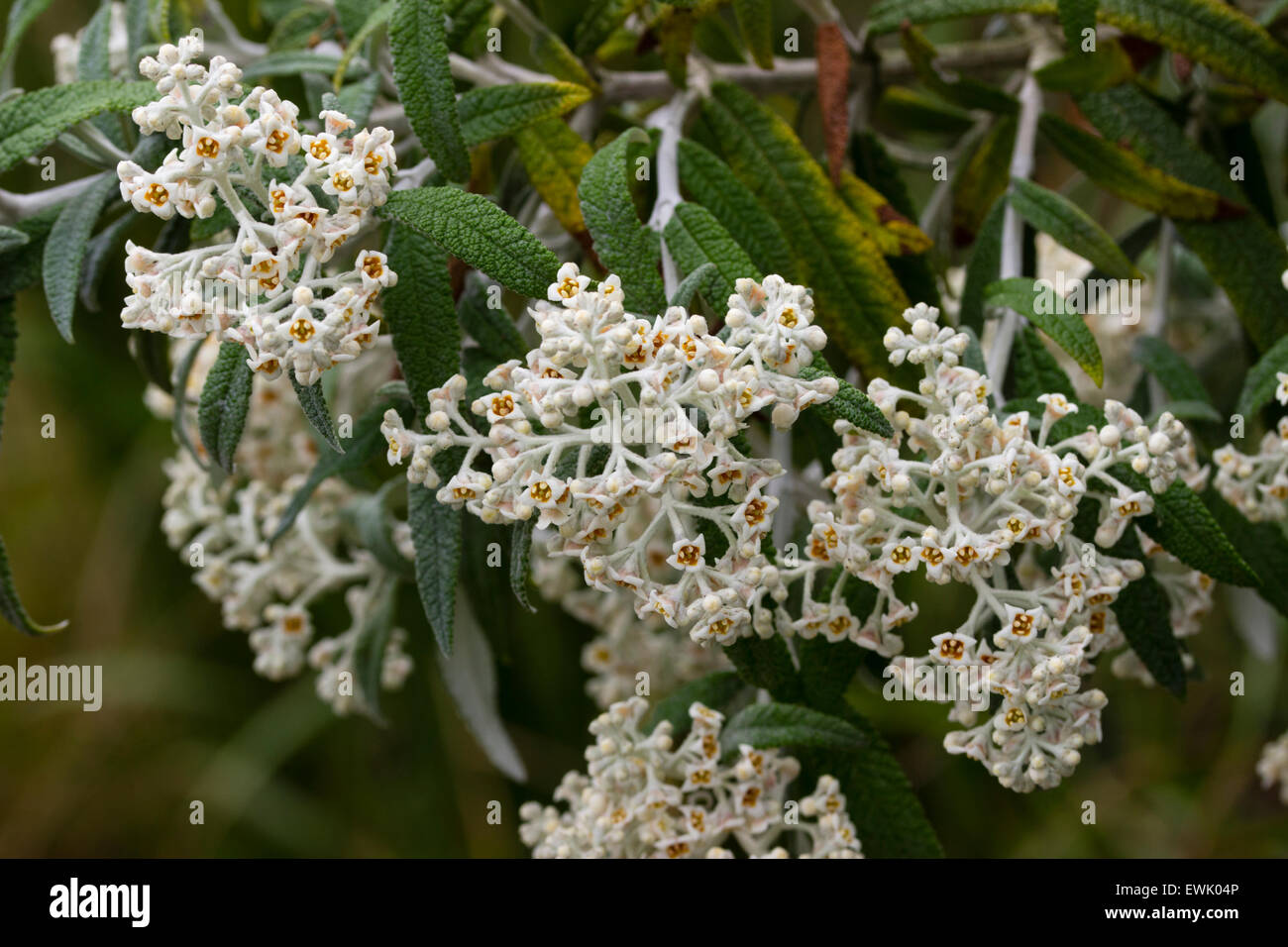 Scented flowers of the Mountain sagewood, Buddleja loricata Stock Photo