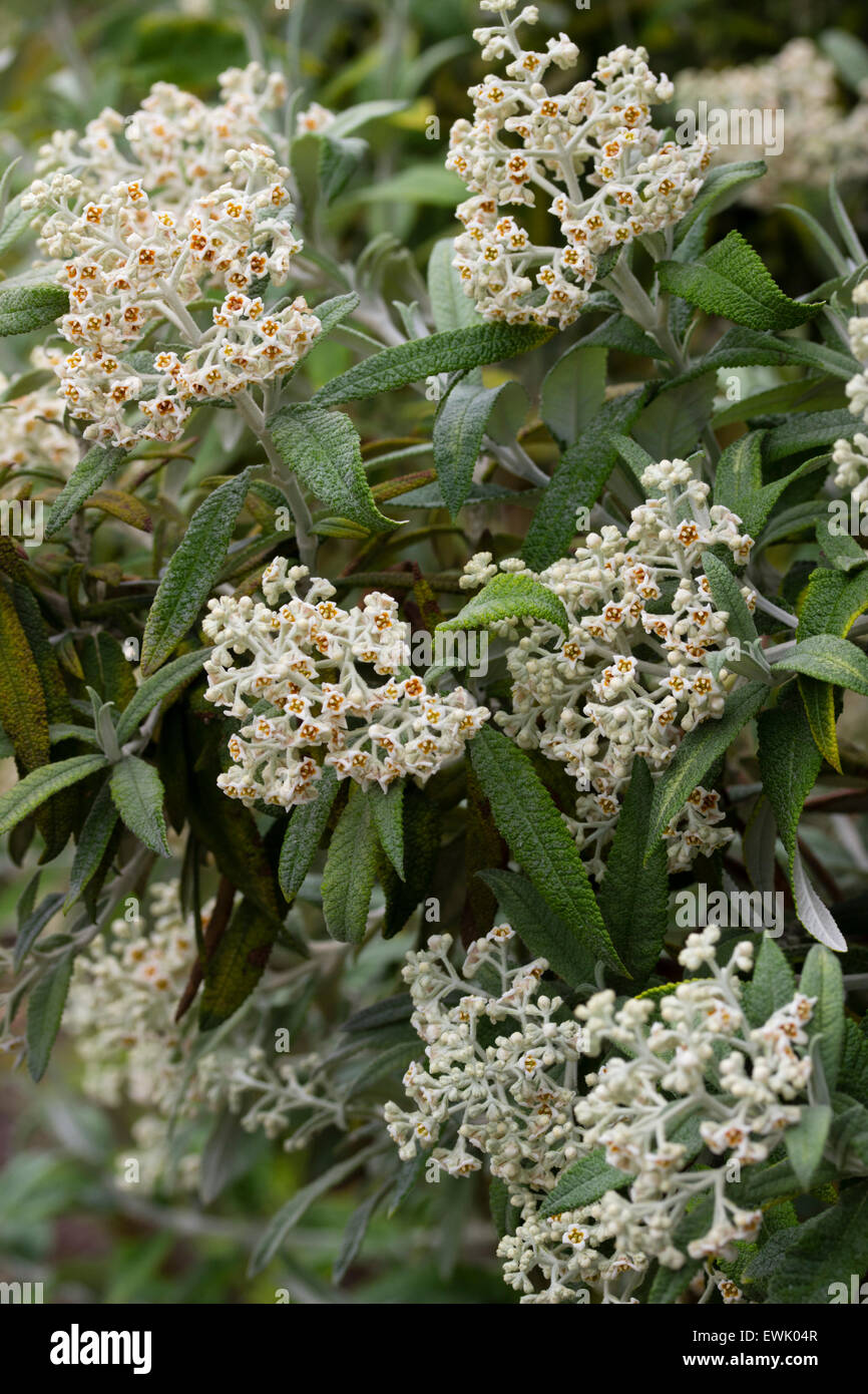Scented flowers of the Mountain sagewood, Buddleja loricata Stock Photo
