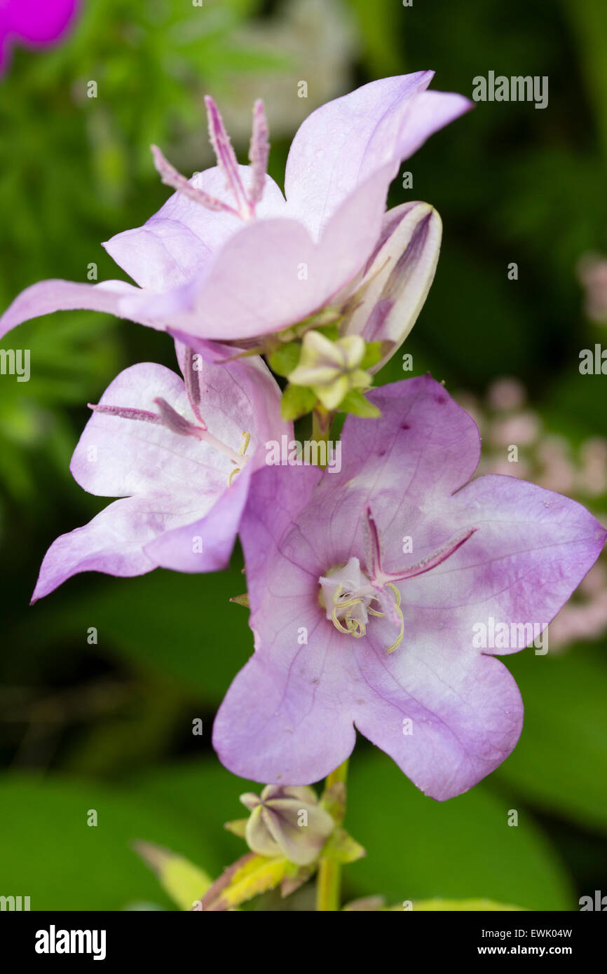 Flowers on a single spike of Campanula latiloba 'Hidcote Amethyst' Stock Photo