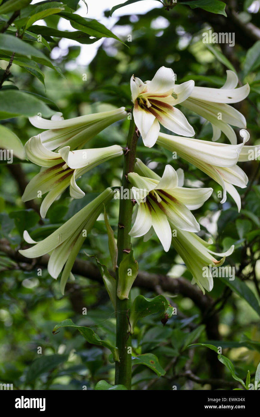 Flowers of the giant Yunnan lily, Cardiocrinum giganteum, in a woodland garden Stock Photo