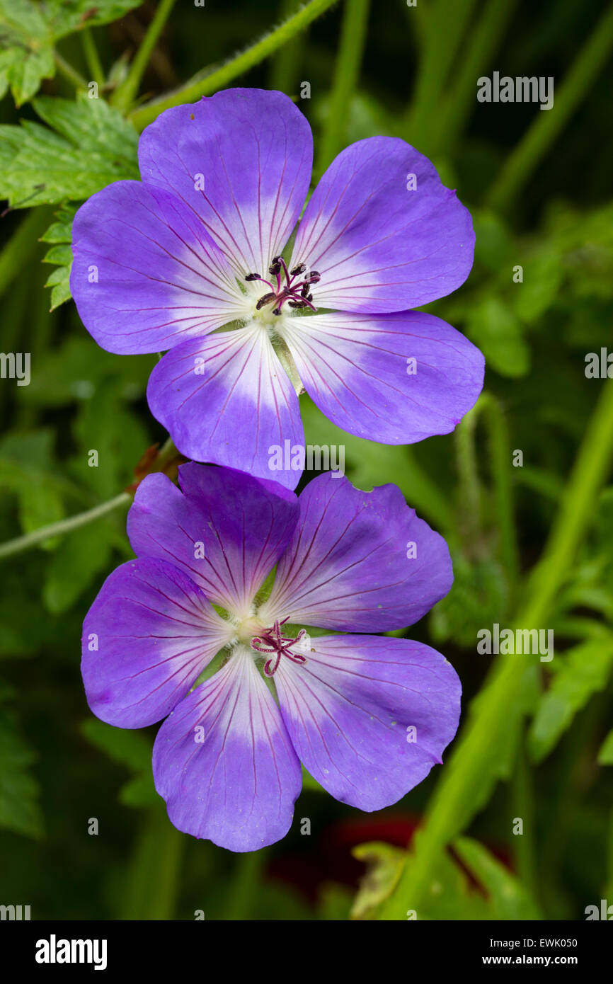 Flowers of the long blooming hardy Geranium 'Rozanne' Stock Photo