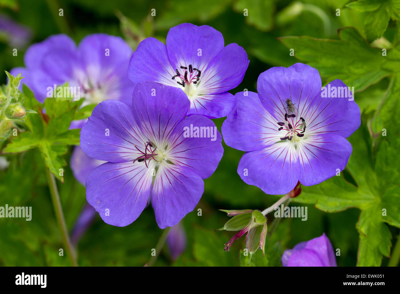 Flowers of the long blooming hardy Geranium 'Rozanne' Stock Photo