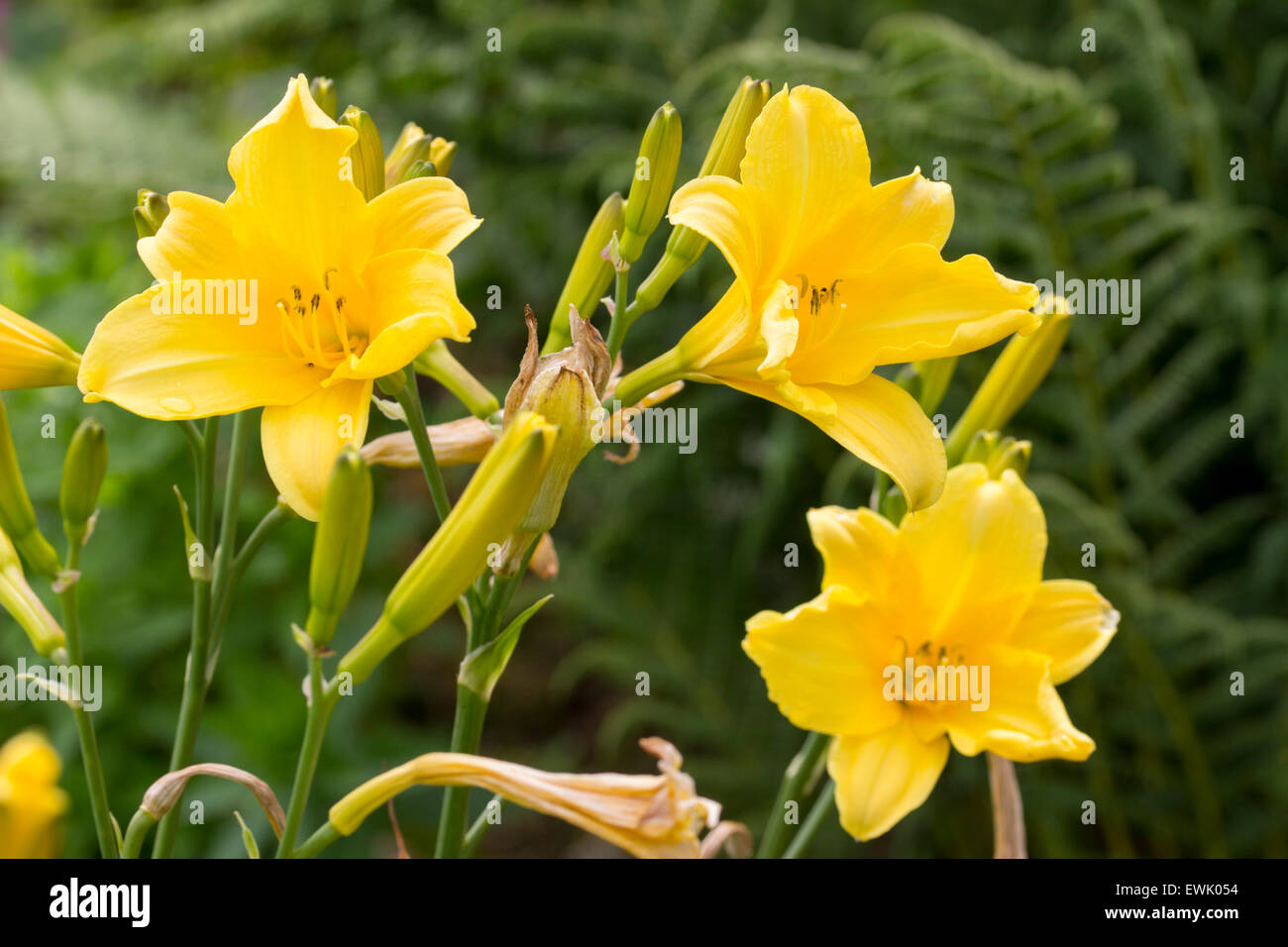Flowers of the yellow daylily, Hemerocallis 'Purity' Stock Photo