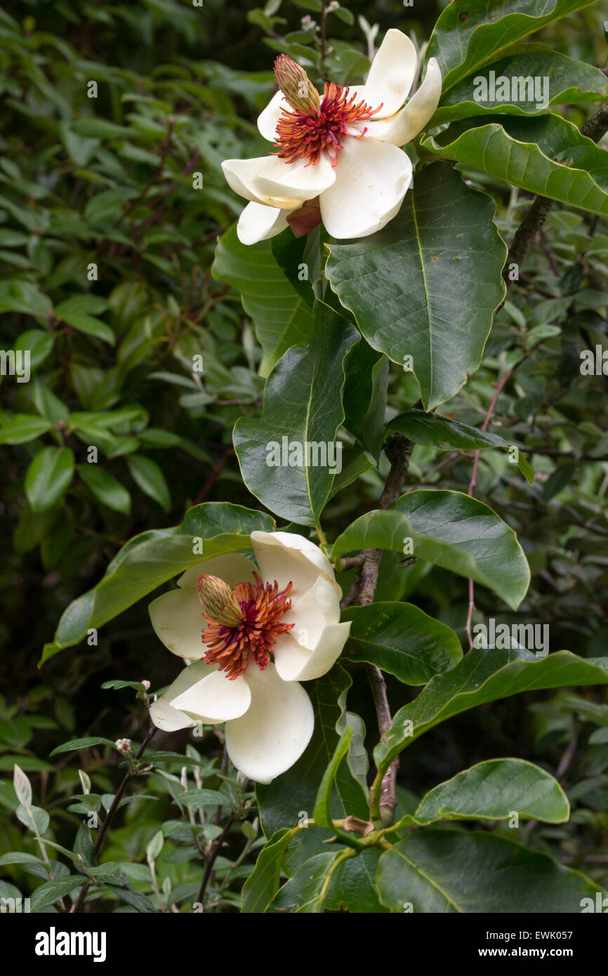 Elegant red centered white flowers of the hardy small ornamental tree, Magnolia x wieseneri Stock Photo