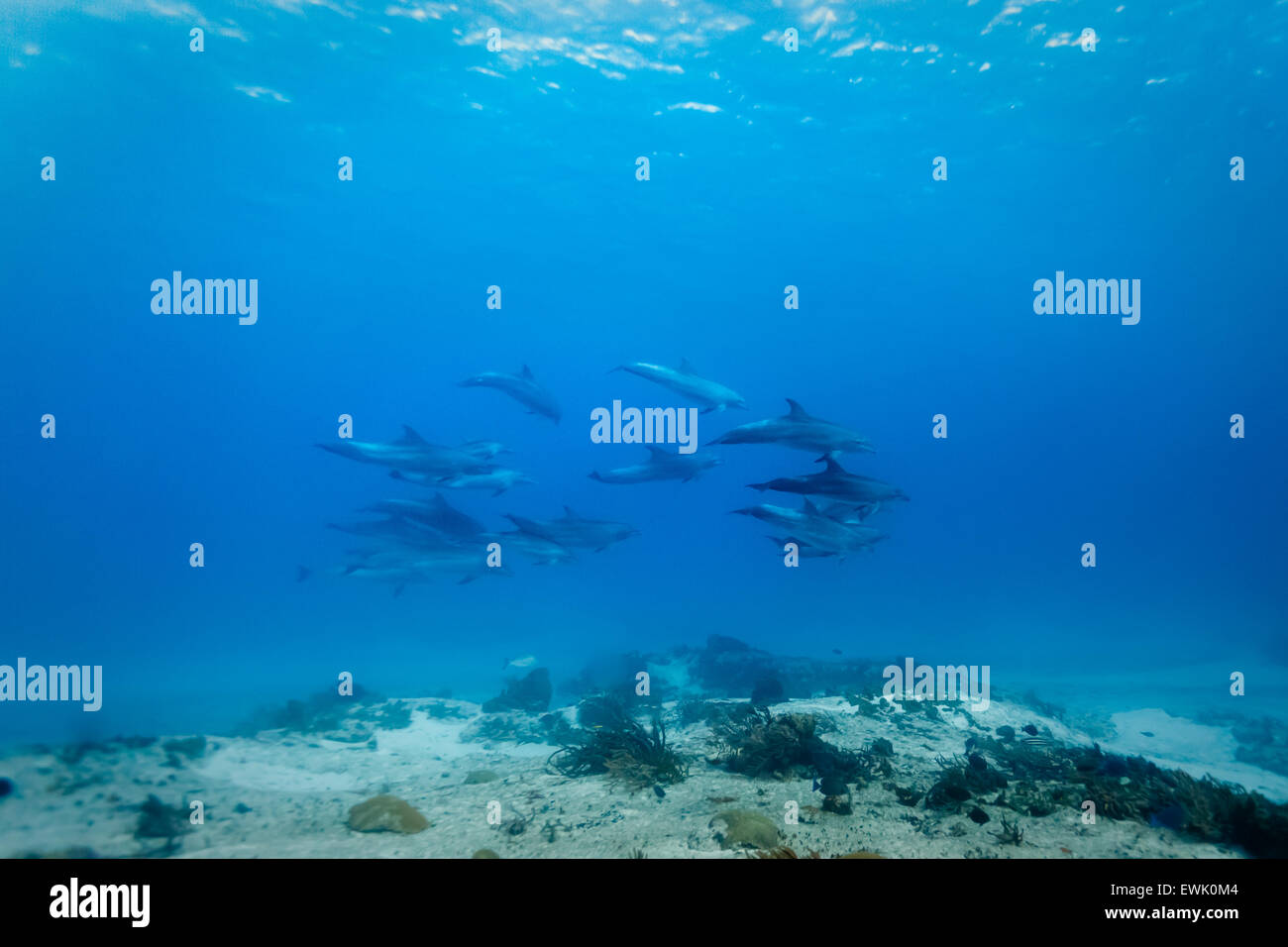 Pod of 14 wild common bottlenose dolphin (Tursiops truncatus) swimming underwater near coral reef Stock Photo