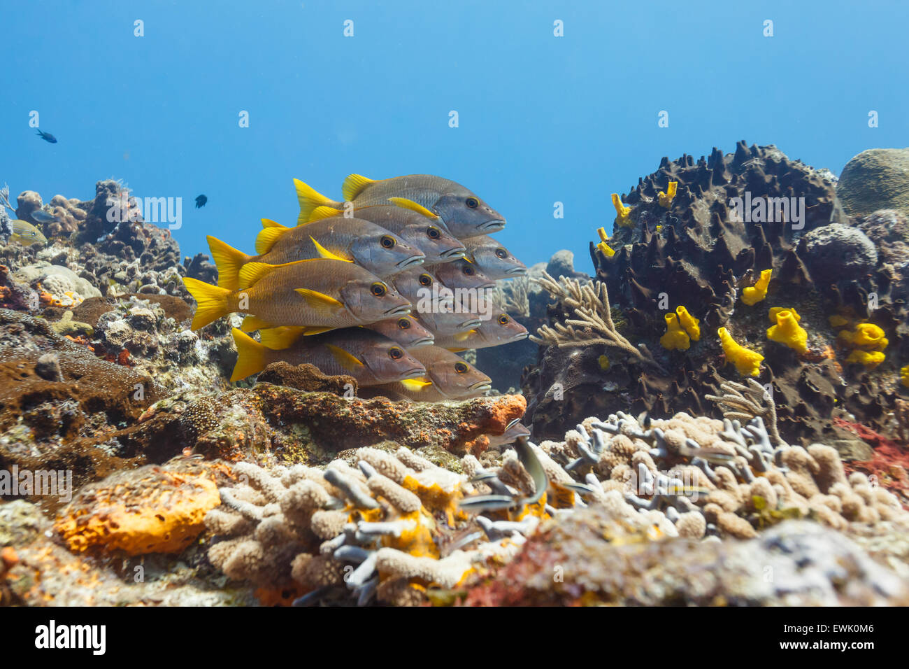 colorful yellow schoolmaster snapper, Lutjanus apodus, swims in blue waters huddled together in the current above a coral reef Stock Photo