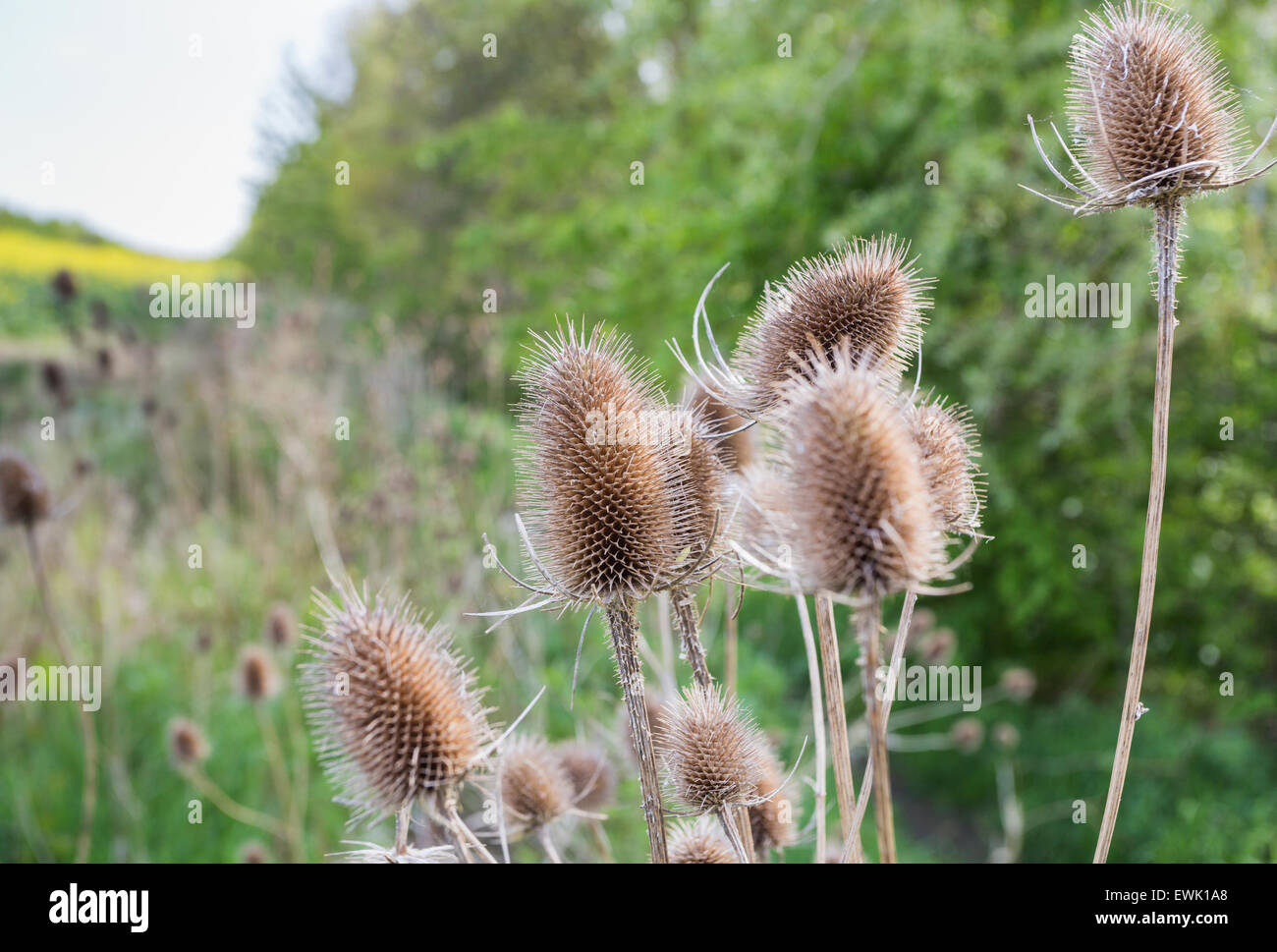 Spiky teasel heads (Dipsacus fullonum) growing in English countryside in the Cotswolds, UK in late spring/early summer Stock Photo