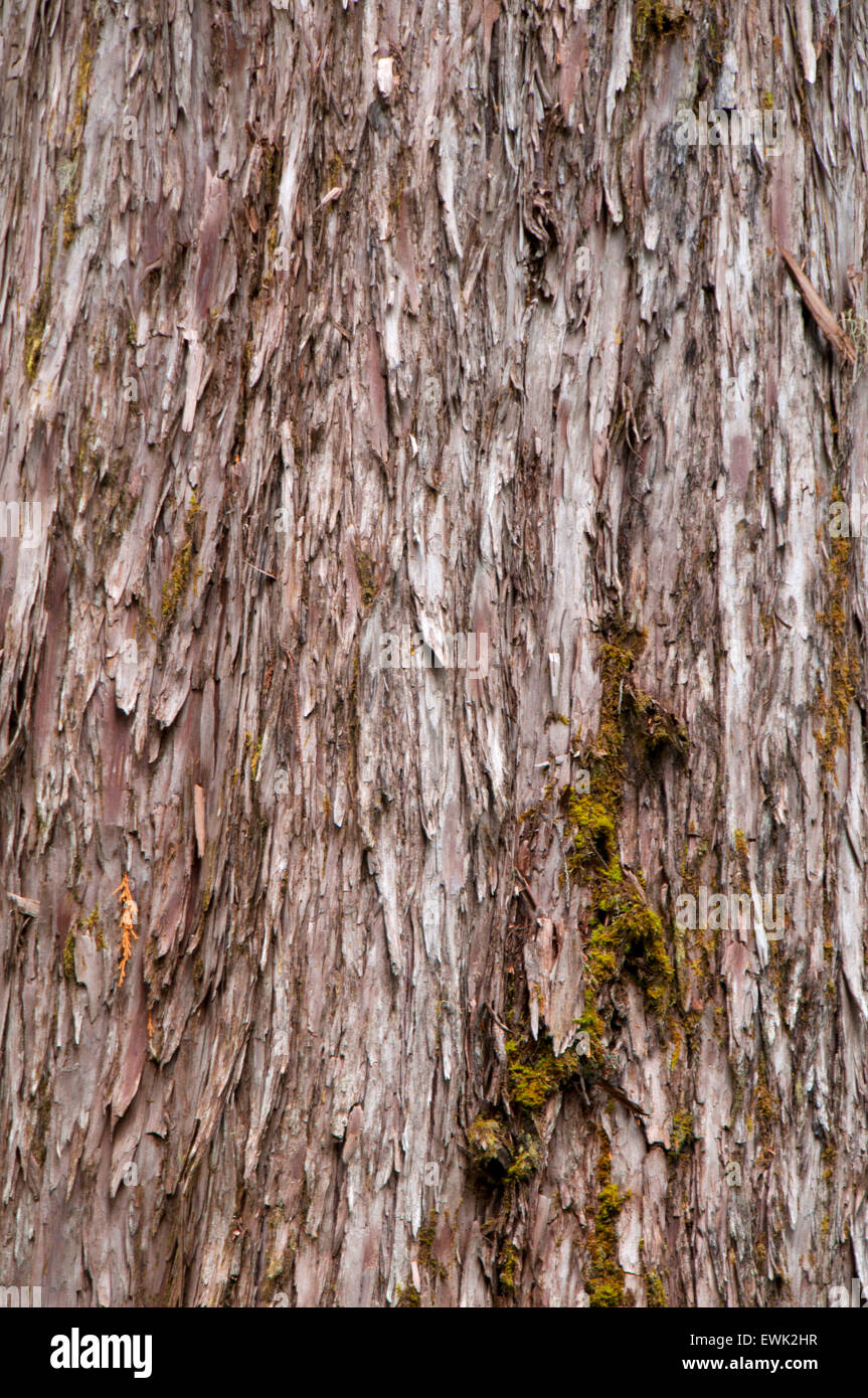 Alaska cedar, Mt Hood National Forest, Oregon Stock Photo
