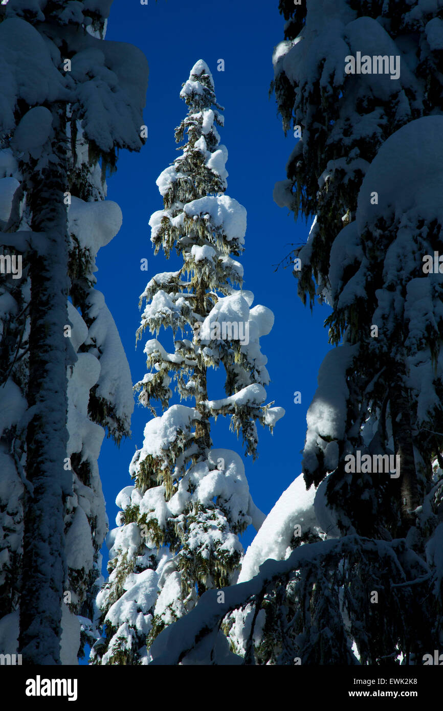 Winter forest along Pacific Crest Trail, Mt Hood National Forest