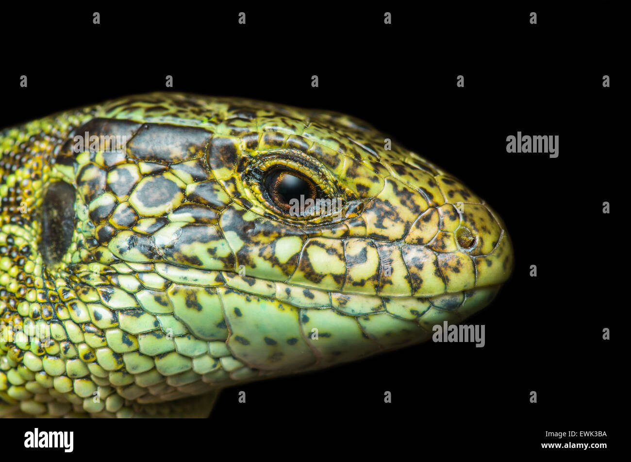 Lizard male portrait on black background Stock Photo