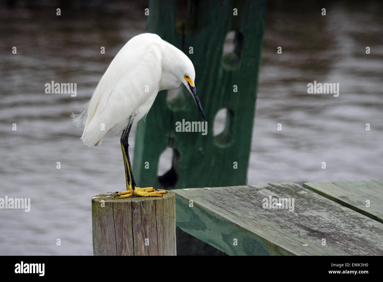 A Snowy egret in a coastal estuary. Stock Photo