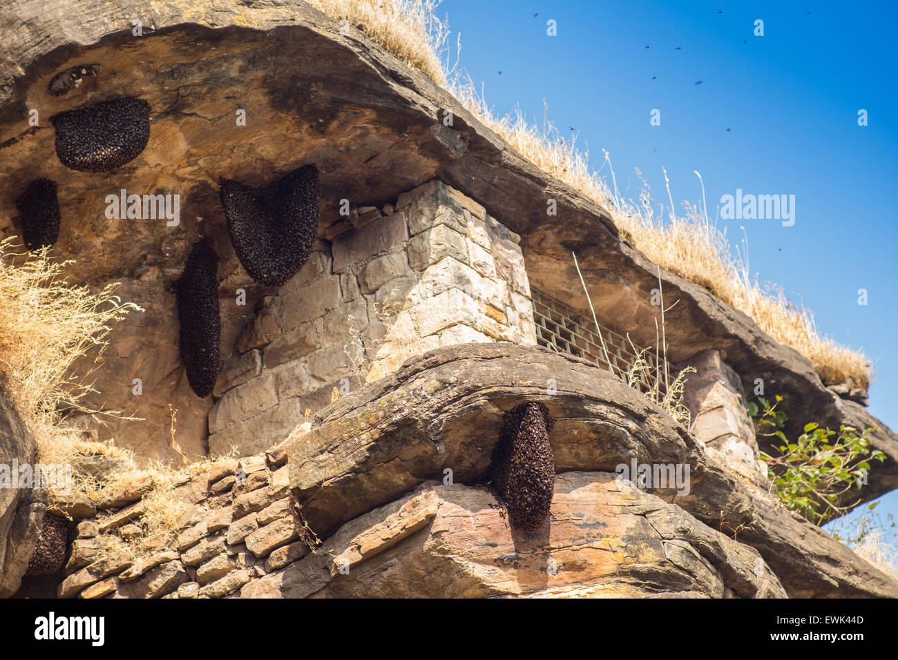 honey bee swarm on stone in cave Stock Photo