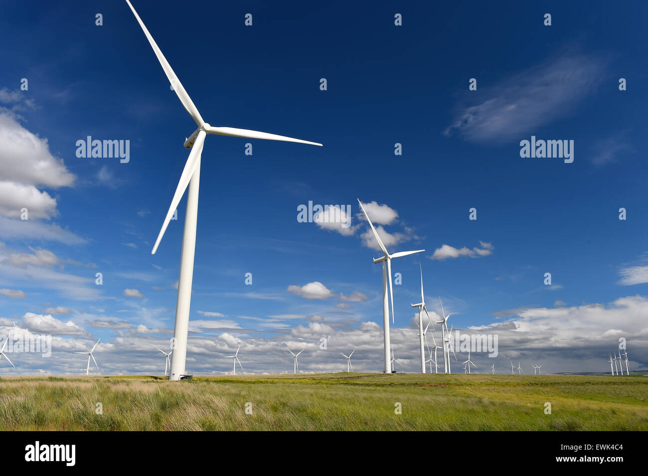 wind farm turbines green grass and blue sky, washington state, united states Stock Photo