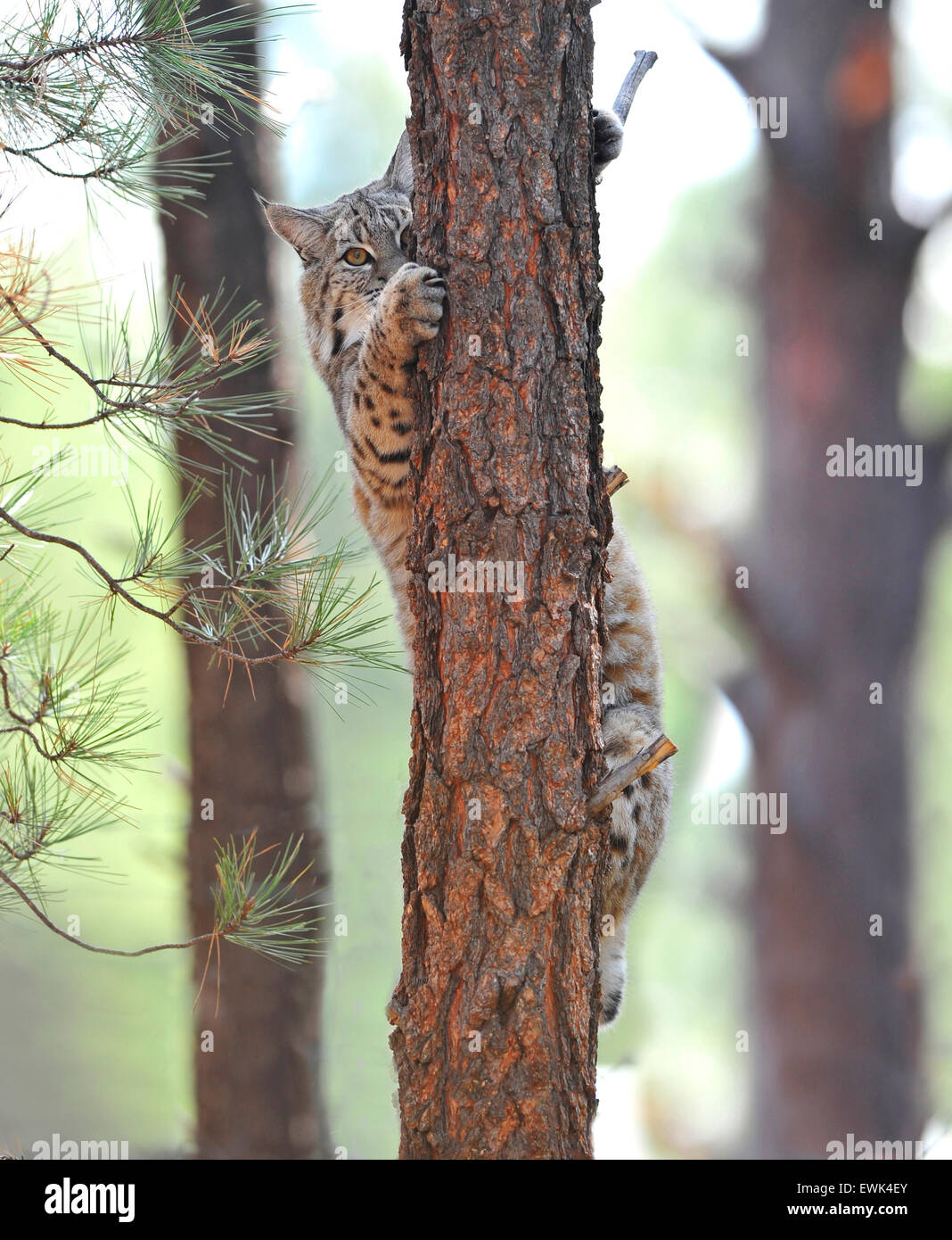 north american bobcat up tree , yellowstone national park, idaho / wyoming, united states Stock Photo