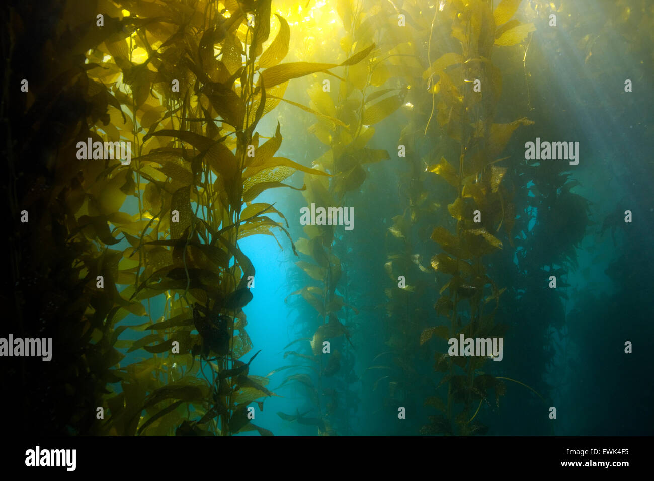 luscious green kelp forest underwater at casino point, catalina island, california Stock Photo