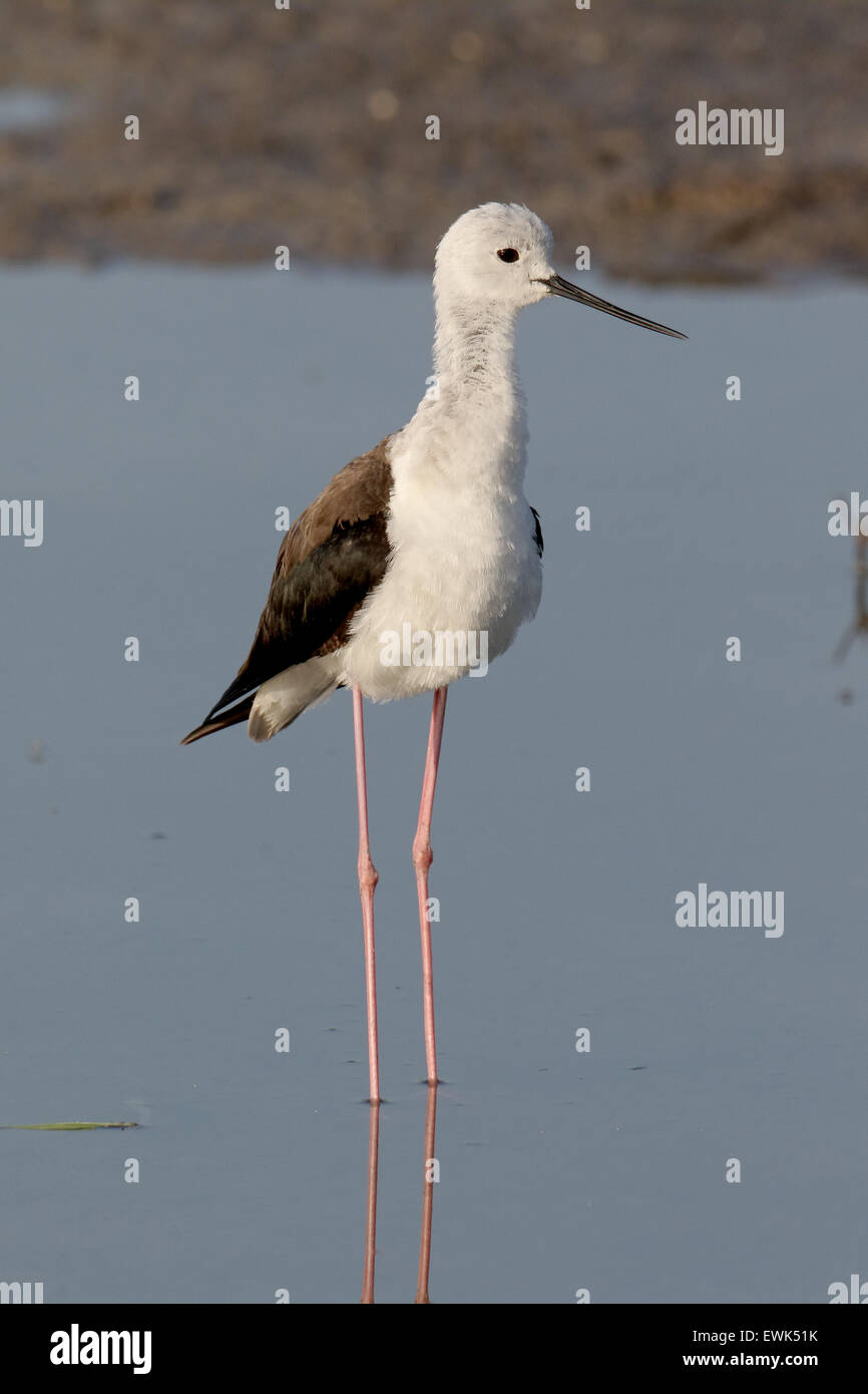 Blackwinged stilt, Himantopus himantopus, single bird in water