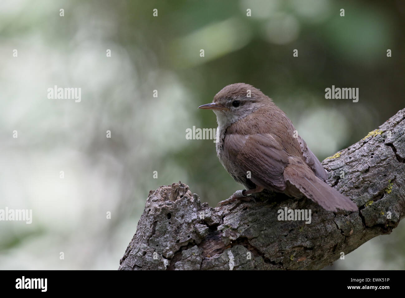 Cettis warbler, Cettia cetti, single bird on branch,  Majorca, June 2015 Stock Photo