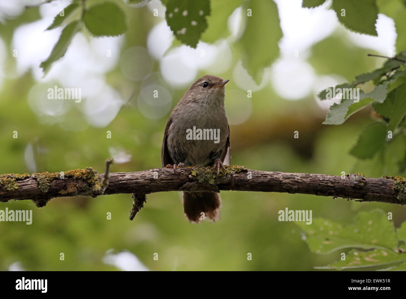 Cettis warbler, Cettia cetti, single bird on branch,  Majorca, June 2015 Stock Photo