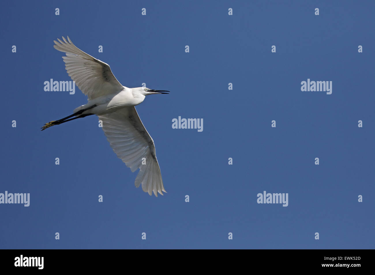 Little egret, Egretta garzetta, single bird in flight, Majorca, June 2015 Stock Photo