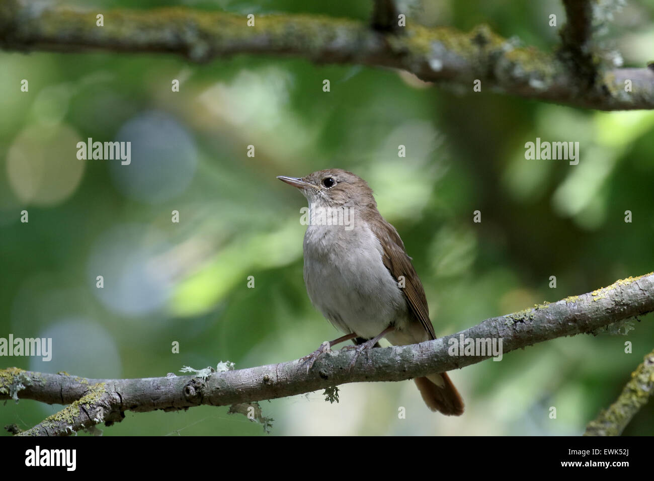 Nightingale hires stock photography and images Alamy