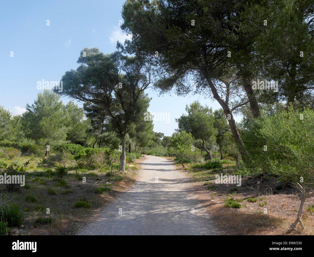 Son Real, pine woodland, Birdwatching site, Majorca, June 2015 Stock Photo