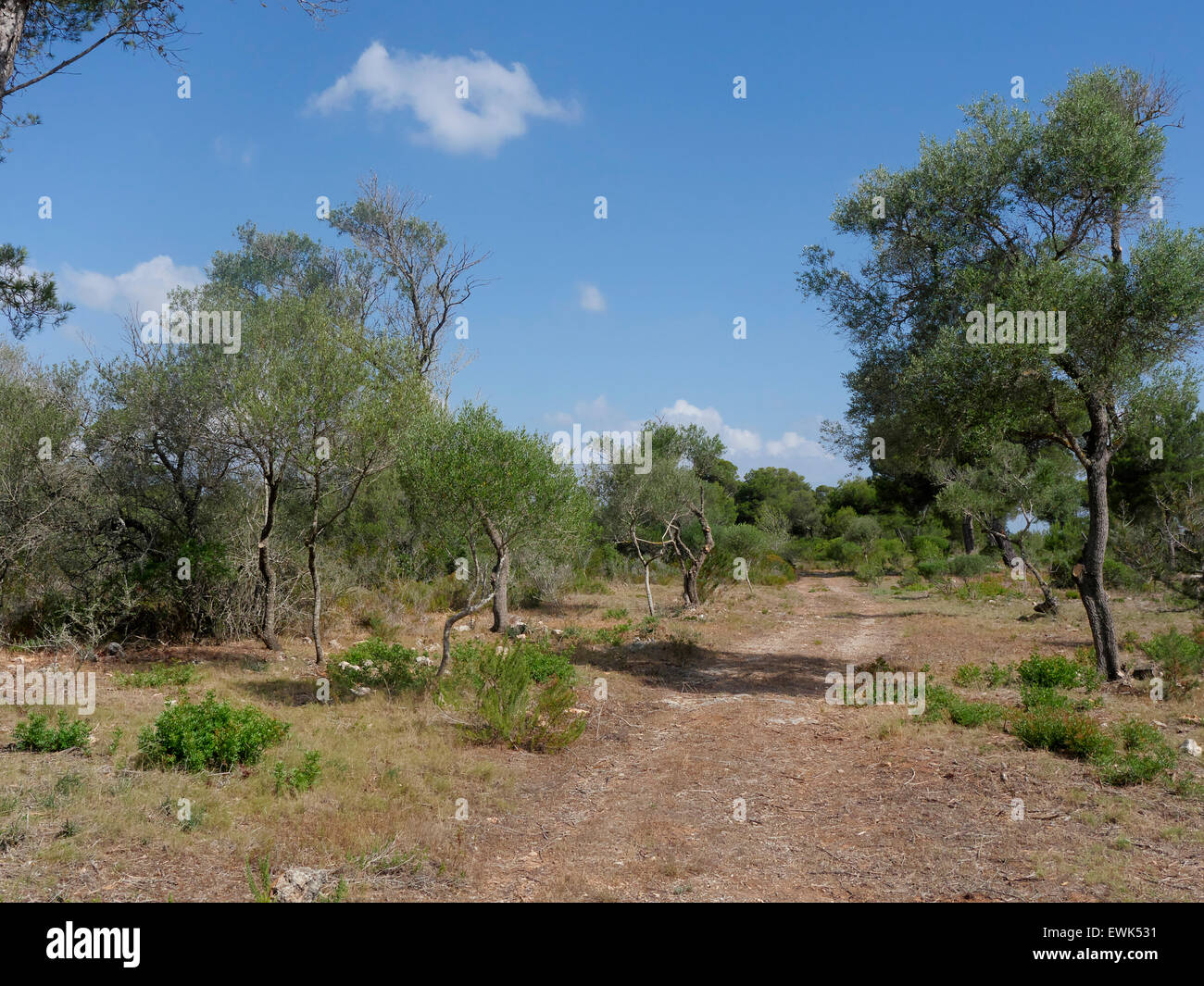 Son Real, pine woodland, Birdwatching site, Majorca, June 2015 Stock Photo