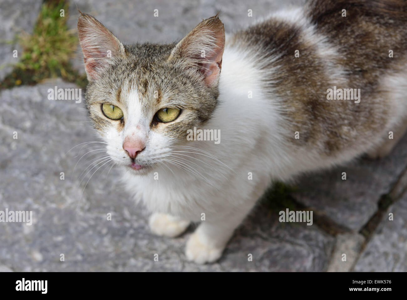 Greek wild cats Skiathos Greece Stock Photo Alamy