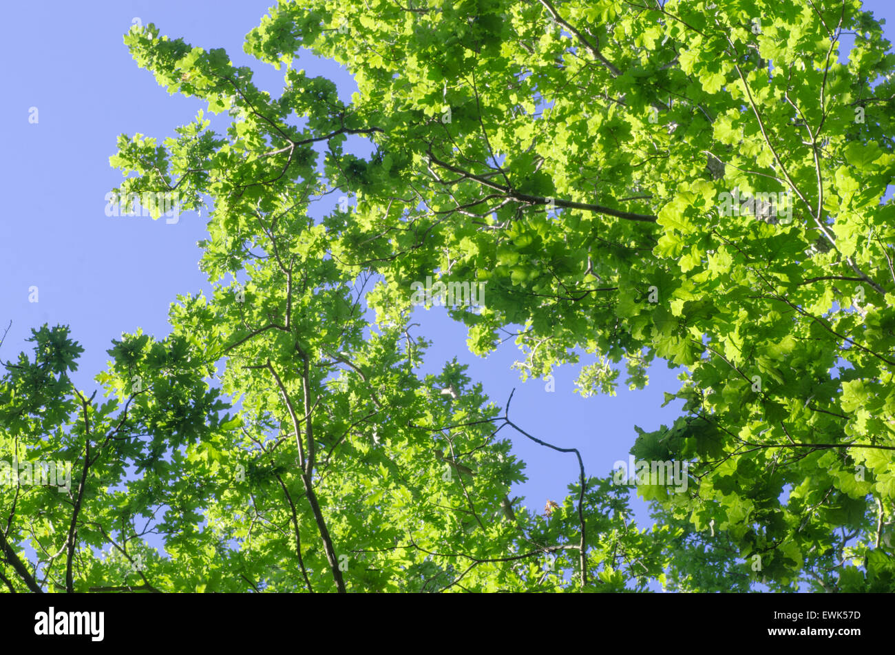 Backdrop of tree branches hires stock photography and images Alamy