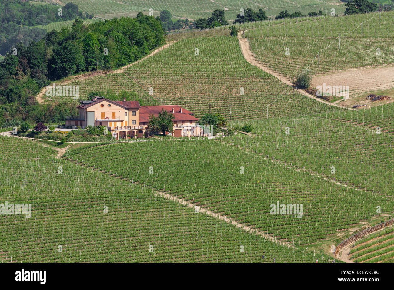Italian Rural Vinyards Rural house and green vineyards in Piedmont, Northern Italy Stock Photo ...
