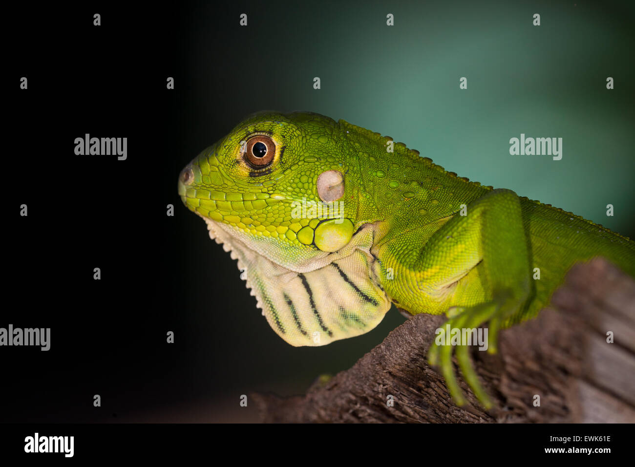 Juvenile Green Iguana at Coiba island national park, Veraguas province, Pacific coast, Republic of Panama. Stock Photo