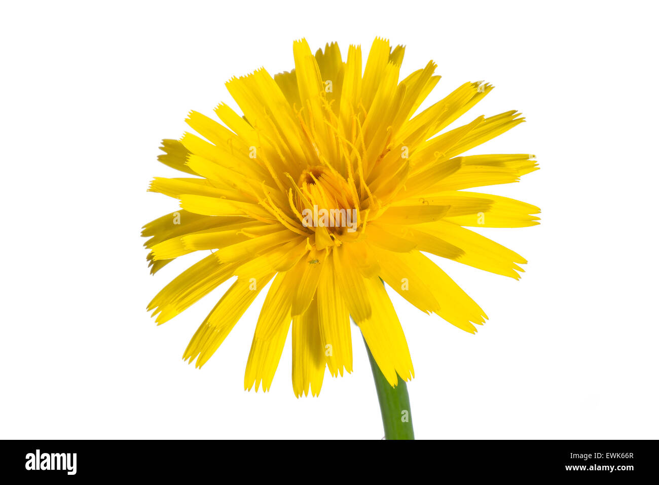 Cats ear flower against bright white background using outdoor studio Stock Photo