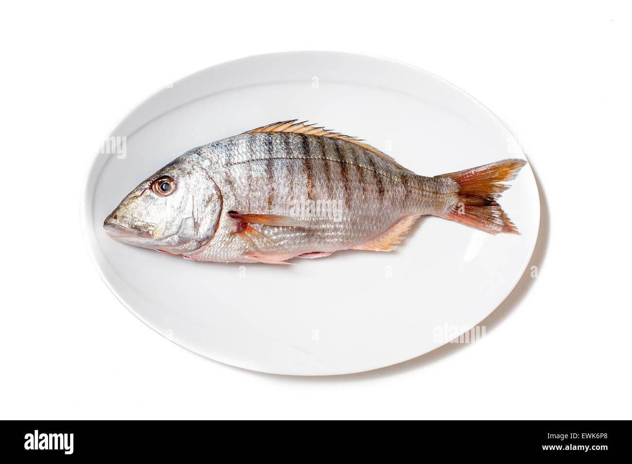 Fresh raw striped sea bream murmurs on white plate isolated on white background Stock Photo