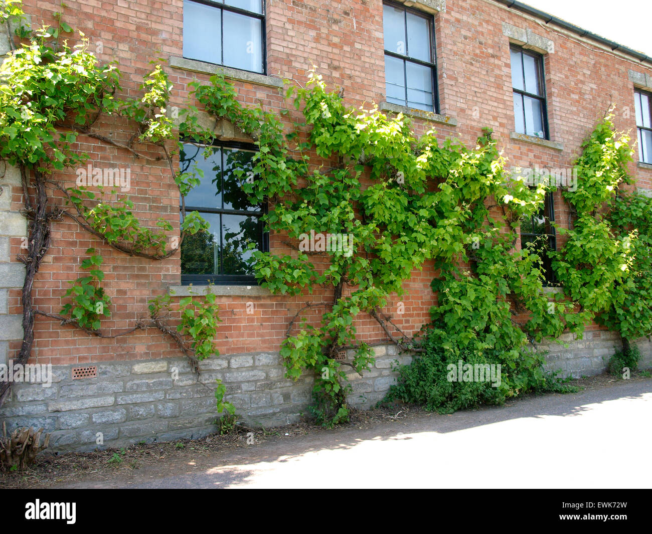 Grape vines growing along the front of a building, Somerset, UK Stock Photo