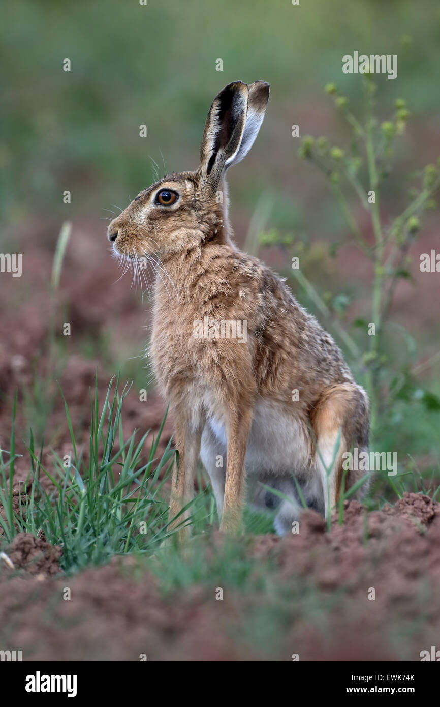 Brown hare, Lepus europaeus, single mammal, Warwickshire, June 2015 Stock Photo