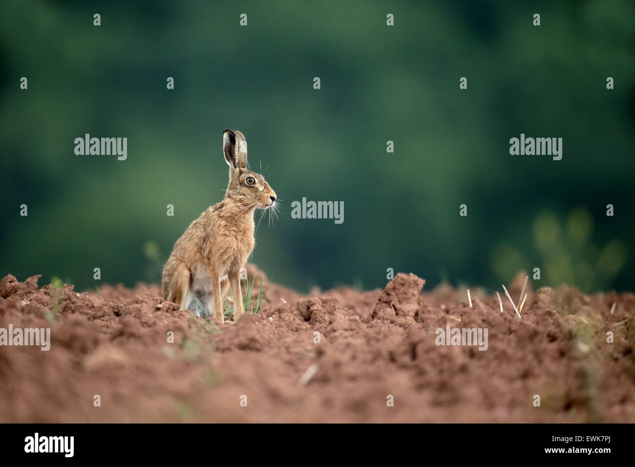 Brown hare, Lepus europaeus, single mammal, Warwickshire, June 2015 Stock Photo
