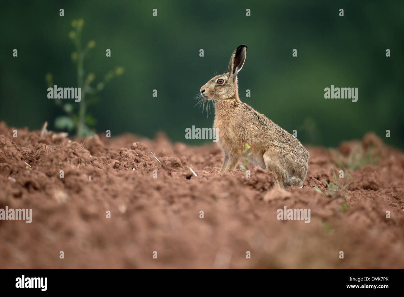 Brown hare, Lepus europaeus, single mammal, Warwickshire, June 2015 Stock Photo