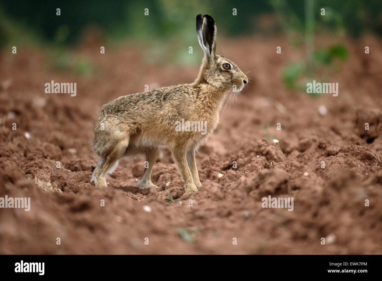 Brown hare, Lepus europaeus, single mammal, Warwickshire, June 2015 Stock Photo