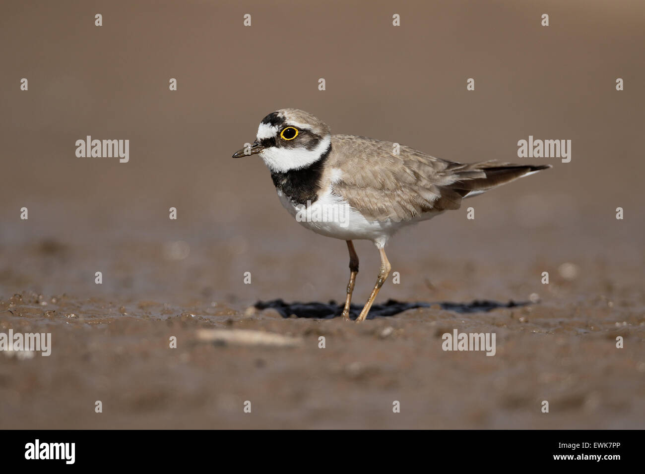 Little-ringed plover, Charadrius dubius, single bird, Warwickshire, June 2015 Stock Photo