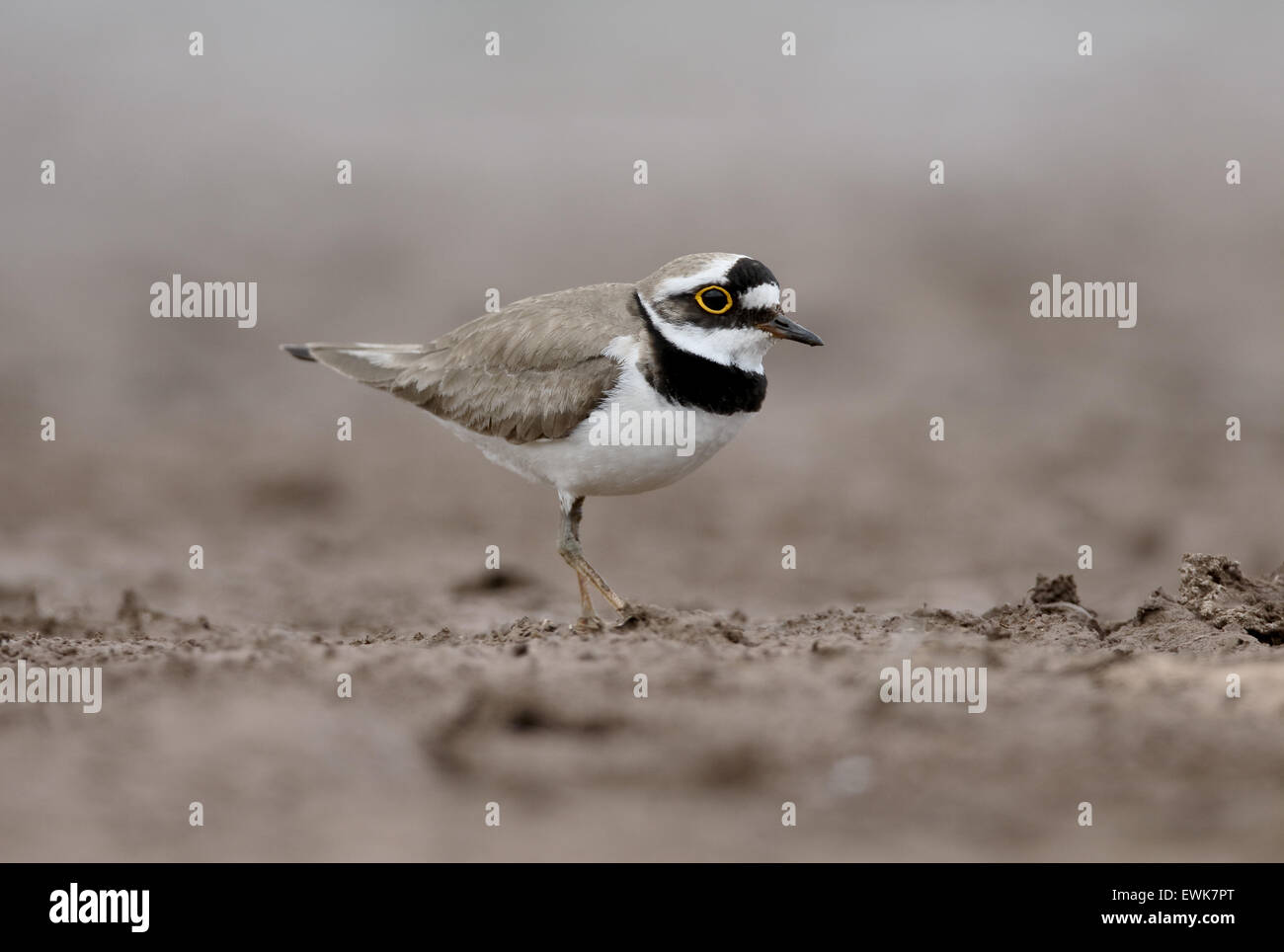 Little-ringed plover, Charadrius dubius, single bird, Warwickshire, June 2015 Stock Photo