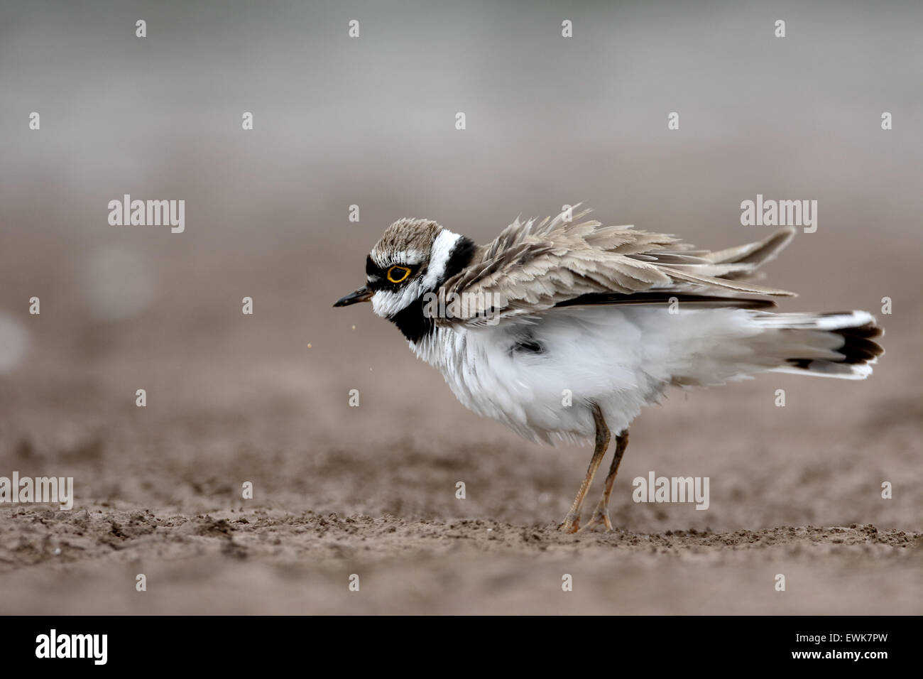 Little-ringed plover, Charadrius dubius, single bird, Warwickshire, June 2015 Stock Photo