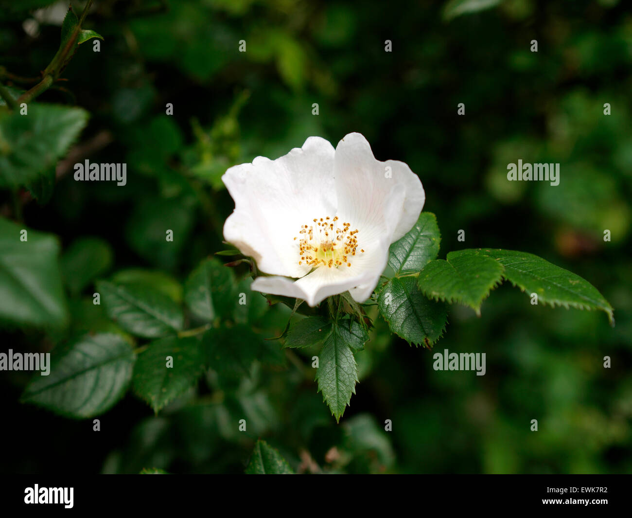 White wild rose, Rosa multiflora growing in the hedgerow on the Somerset Levels, UK Stock Photo