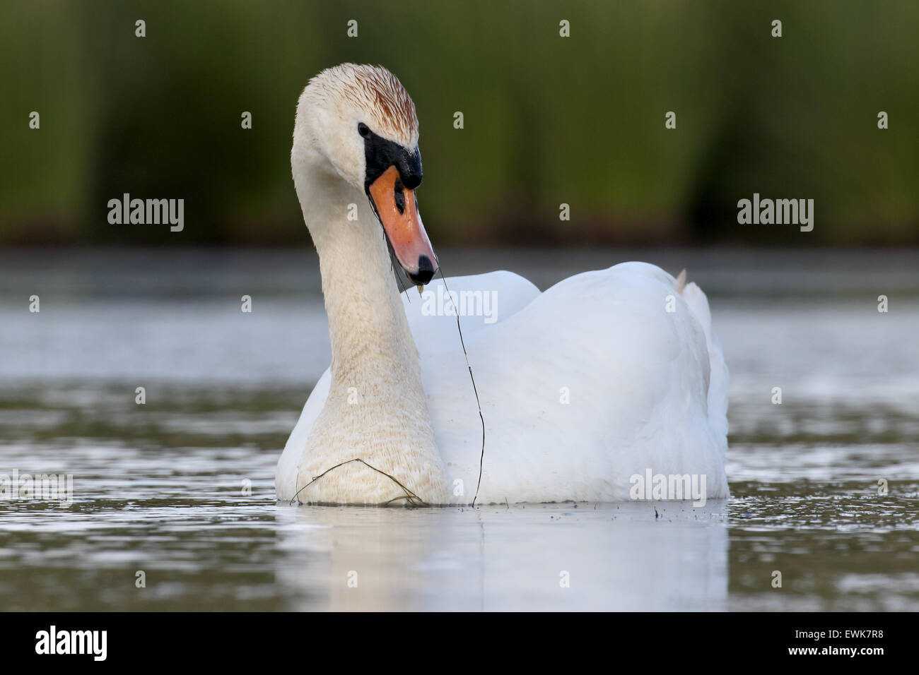 Mute swan, Cygnus olor, single swan on water, Warwickshire, June 2015 Stock Photo