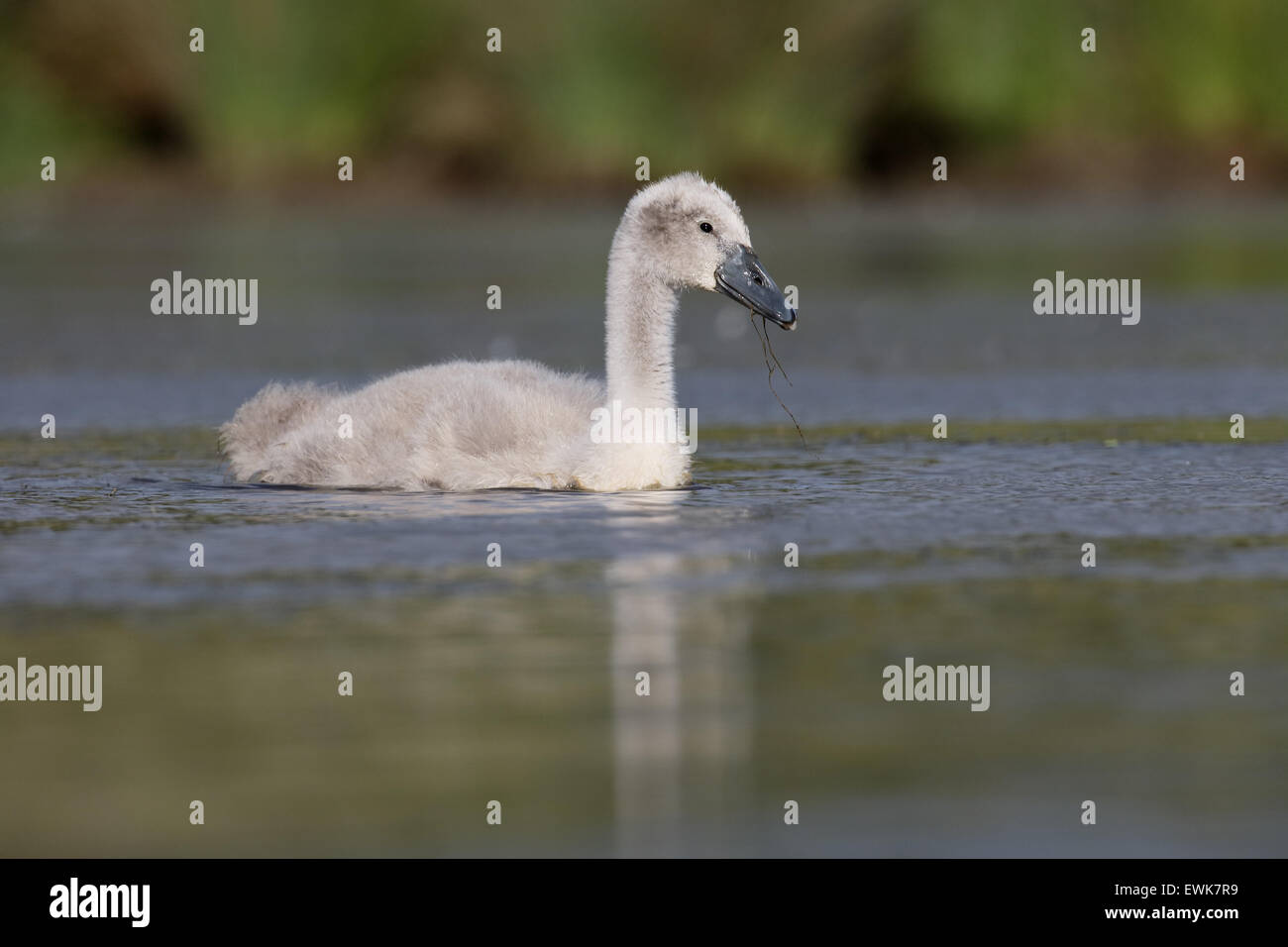 Mute swan, Cygnus olor, one cygnet on water, Warwickshire, June 2015 Stock Photo