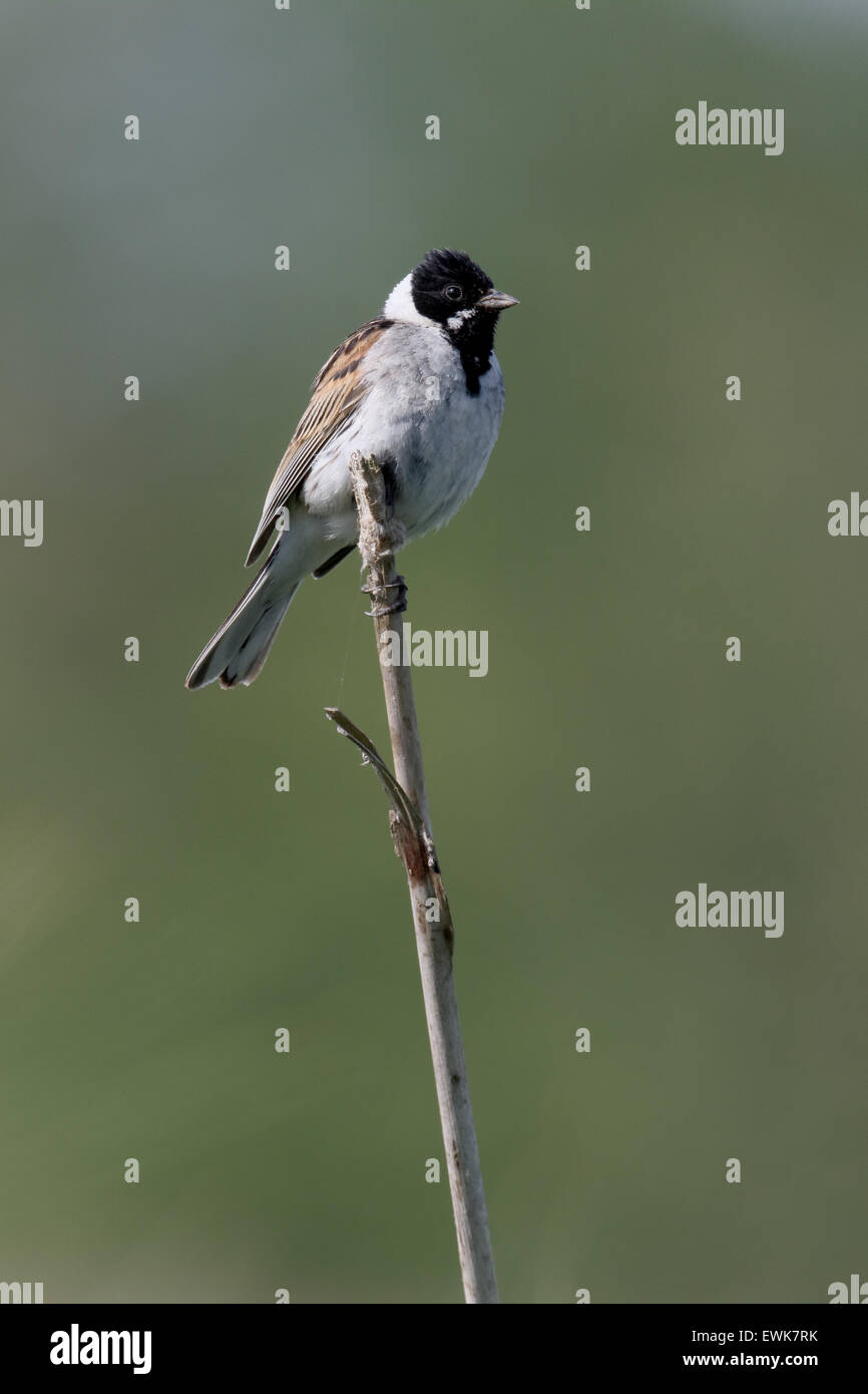 Reed bunting,  Emberiza schoeniclus, single male on reed, Warwickshire, June 2015 Stock Photo