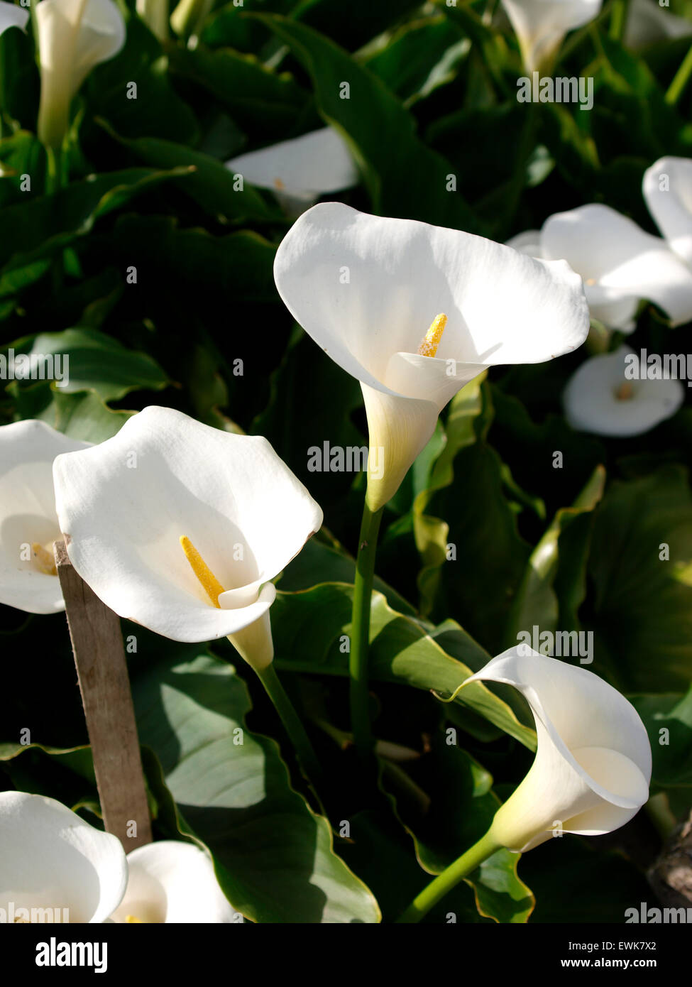 Zantedeschia aethiopica (known as calla lily and arum lily) growing in a garden, Somerset, UK Stock Photo