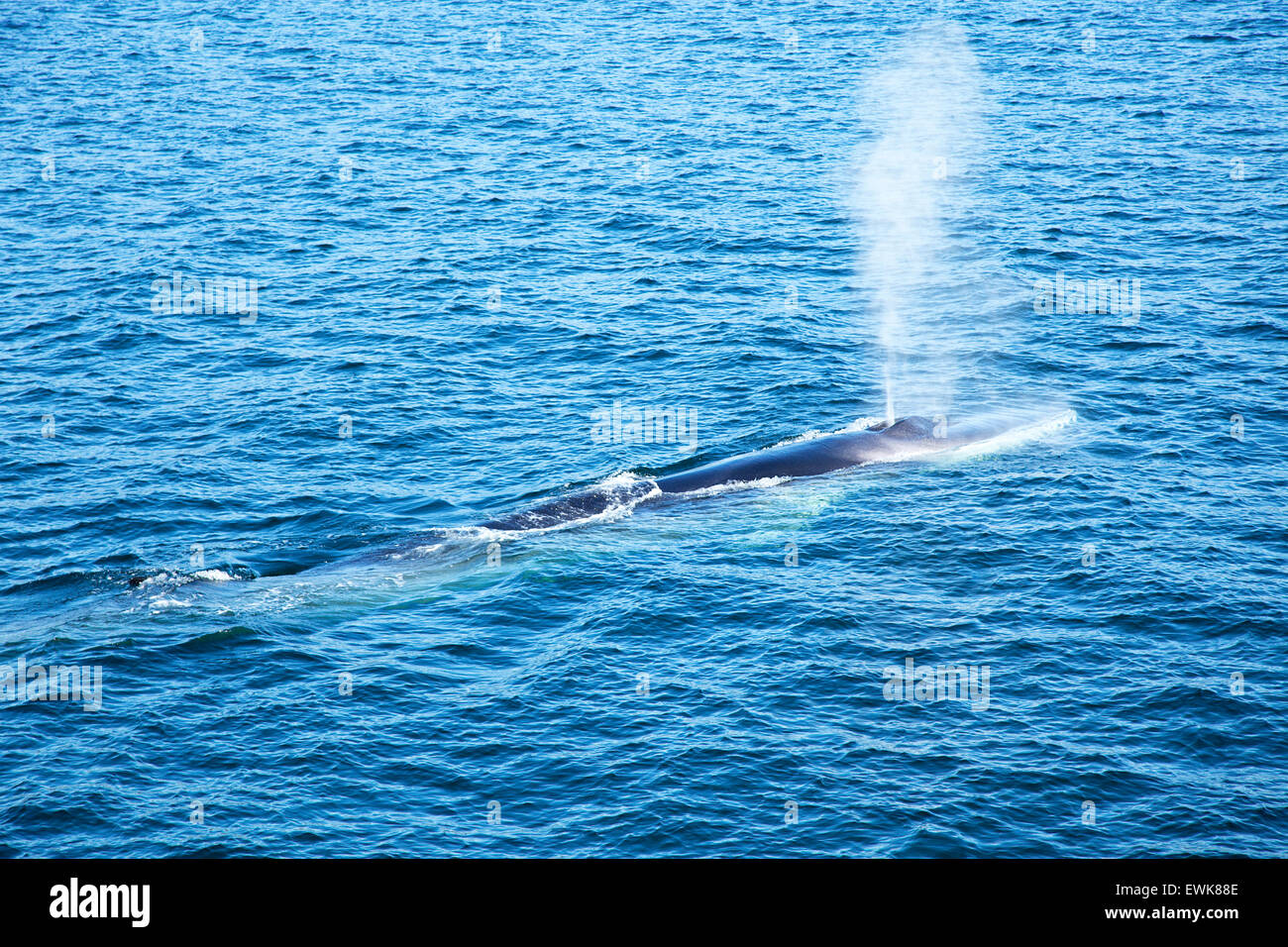 Blue whale, blow hole hi-res stock photography and images - Alamy